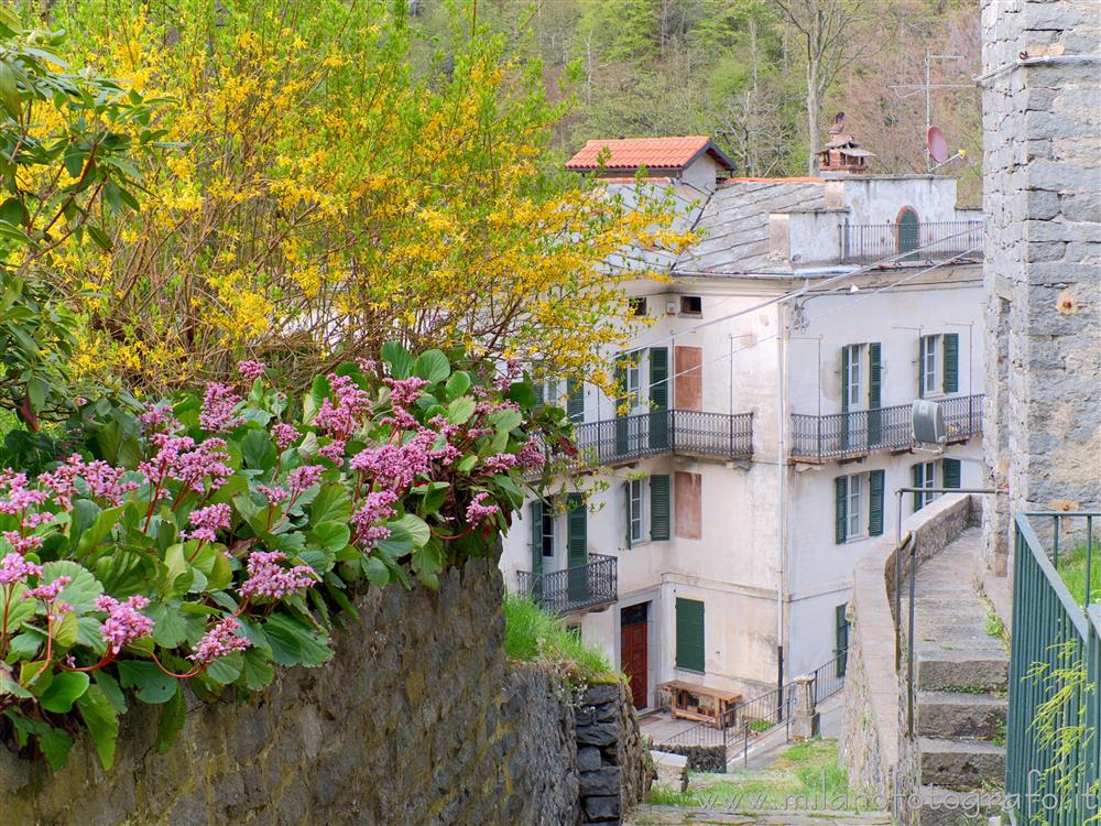 Rosazza (Biella, Italy) - Small street of the village with flowering in bloom